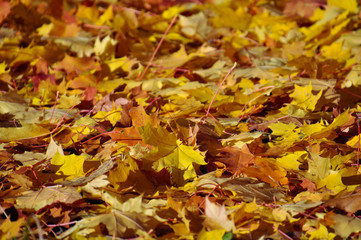 Bright yellow and orange autumn fallen maple leaves on the ground
