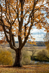 Beautiful autumn oak tree on the hill, yellowing foliage, autumn landscape