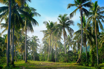 coconut plam tree plantation in green and blue sky in summer for background - Powered by Adobe