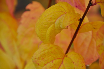 autumn leaves on a background