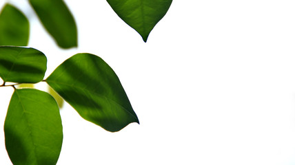 Close up beautiful view of nature green leaves on blurred greenery white sky background with sunlight in public garden park. It is landscape ecology and copy space for wallpaper and backdrop