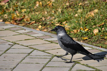 Jackdaw walks on a park's paving stoned path in autumn