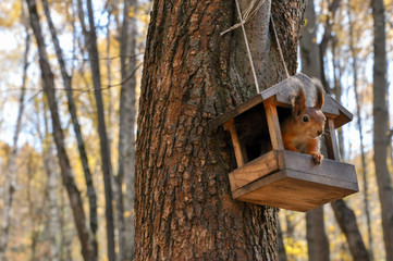 Pretty squirrel is looking out from bird feeder house.