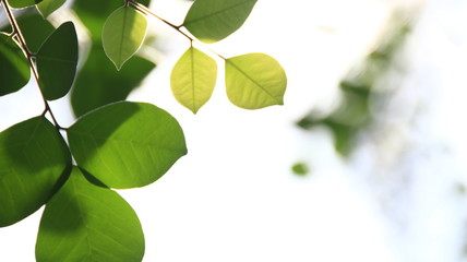 Close up beautiful view of nature green leaves on blurred greenery white sky background with sunlight in public garden park. It is landscape ecology and copy space for wallpaper and backdrop