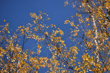 autumn leaves against blue sky