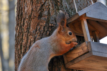 Cute squirrel is eating something from feeder in park. Closeup.