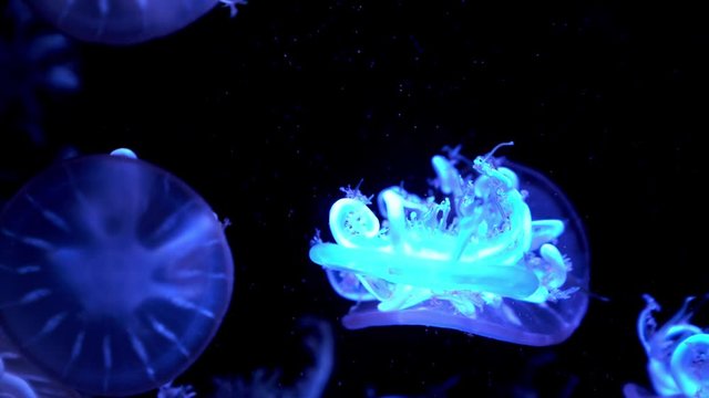 colorful Upside-down jellyfish's floating background in aquarium