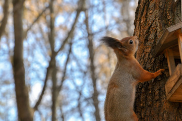 Cute furry squirrel climbes up tree in park.