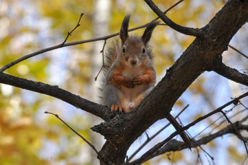 Cute sqiurrel sits on a tree branch with paws on the chest.
