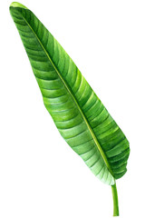 Obraz premium green leaves, tropical plants, palm trees on an isolated white background, Jungle botanical watercolor illustrations