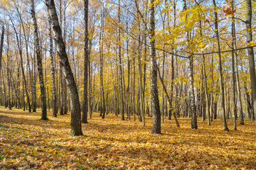 Autumn forest with fallen leaves on the ground and golden foliage on trees.