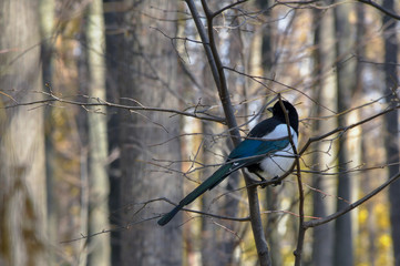 A magpie sitting on a tree branch in autumn park.