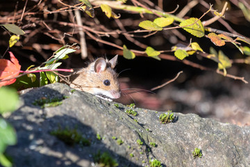 Maus erkundet die Welt