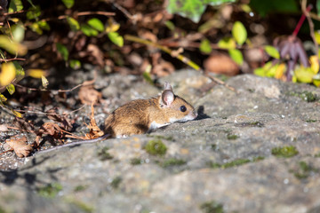 Maus erkundet die Welt