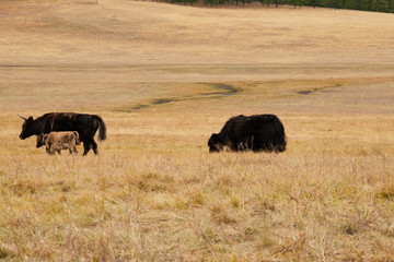 Plakat The pet in Mongolia is the yak sarlag (Bos mutus). A herd of yaks in a pasture