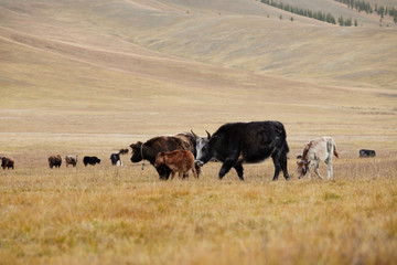 The pet in Mongolia is the yak sarlag (Bos mutus). A herd of yaks in a pasture