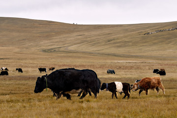 The pet in Mongolia is the yak sarlag (Bos mutus). A herd of yaks in a pasture