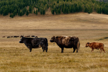 The pet in Mongolia is the yak sarlag (Bos mutus). A herd of yaks in a pasture