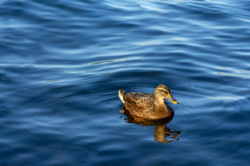 single duck and water waves floating in the river  at treptower park