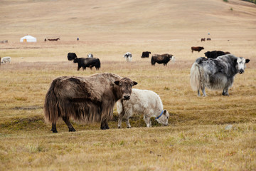 The pet in Mongolia is the yak sarlag (Bos mutus). A herd of yaks in a pasture