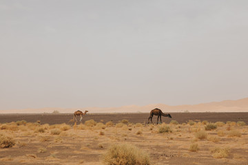 Sahara desert landscape with two camels dromedarys pasturing.