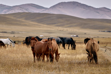 Beautiful wild horses in the mountains of Mongolia