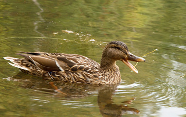 duck bathing in clear water