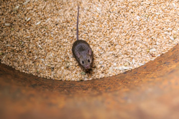 gray pest  little mouse climbed into a barrel of Golden wheat grains and spoil the harvest