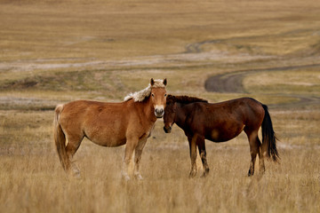 Beautiful wild horses in the mountains of Mongolia