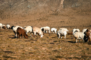 Fluffy cashmere goats on the pastures 