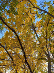 autumn branches with leaves on a blue sky background. Beautiful Autumn Background. natural texture