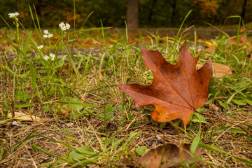 Autumn maple leaf lies on the ground among the last green