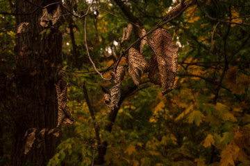 Branch with dry leaves in a dark forest