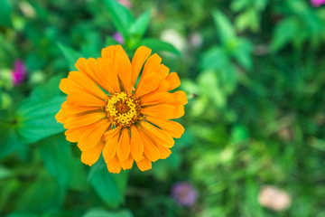 Beautiful bright chrysanthemum flower on the background