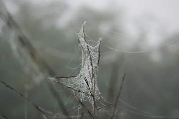 Spinnennetz im Morgentau