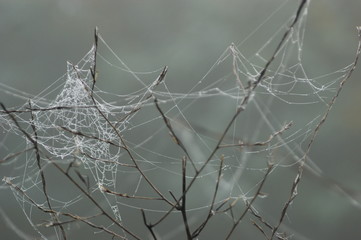 Spinnennetz im Morgentau