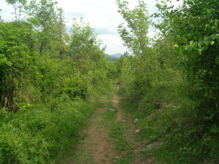 Fototapeta na wymiar Mountain Rtanj Serbia green vegetation and hiking trail
