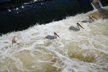 Family of Pelicans hanging at De Pere, Wisconsin Water Dam