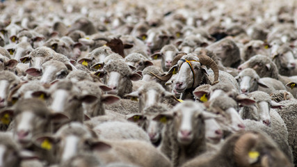 Flock with many sheep