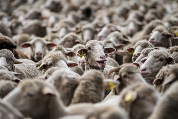 Flock with many sheep