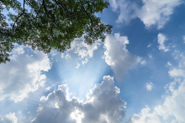 beautiful golden leaves against blue sky