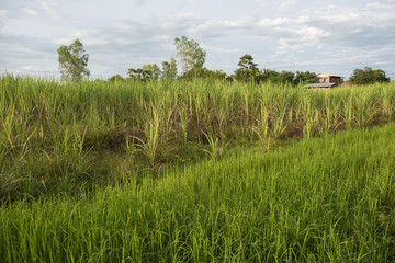 landscape in the rice field in the evening, in the isan thailand, province udon thani.