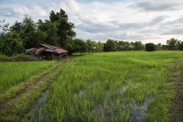 landscape in the rice field in the evening, in the isan thailand, province udon thani.