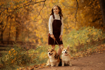 Naklejka na ściany i meble Full Length shot of preteen girl standing in the park with two cute corgis