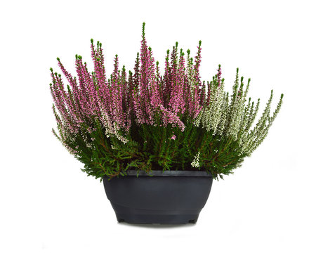 Heather flowers in flowerpot isolated on white background