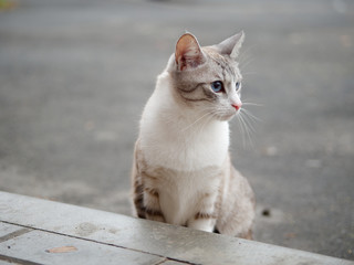 Naklejka na ściany i meble beautiful bright cat with blue eyes on the street