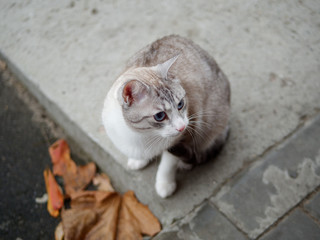 Fototapeta premium beautiful bright cat with blue eyes on the street