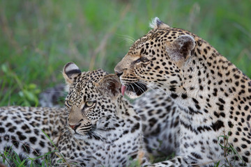 Leopard mother and cub - the female is nursing the young leopard in Sabi Sands Game Reserve in the...