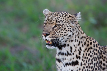 Fototapeta na wymiar Leopard portrait in Sabi Sands Game Reserve in the greater Kruger region in South Africa