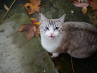 beautiful bright cat with blue eyes on the street